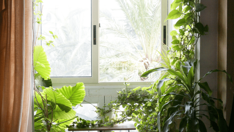 Plantes dans une chambre