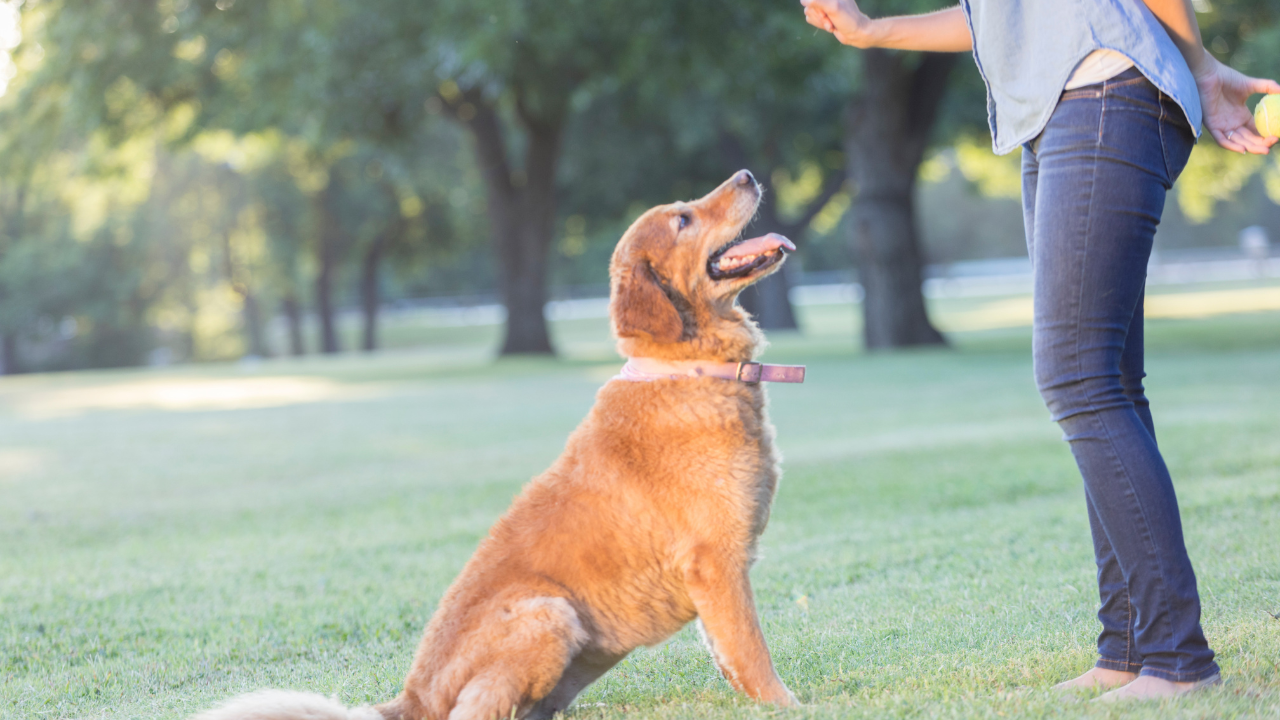 l'éducation canine