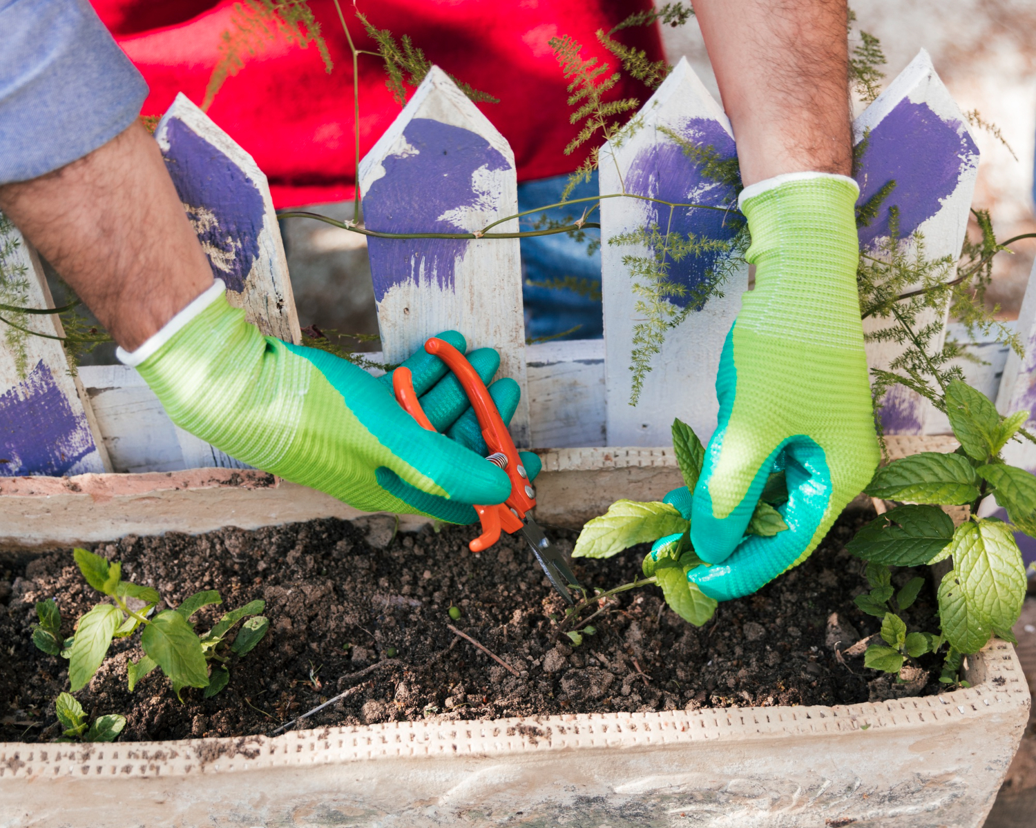 Préparation des plantes pour l'hiver