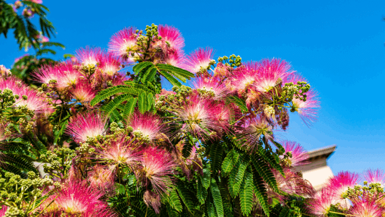 albizia : arbre albizia en fleurs roses délicates dans un jardin