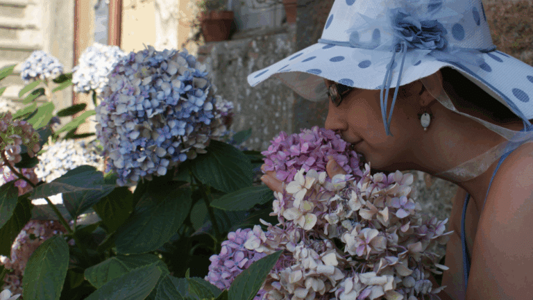 hortensias : hortensias en pleine floraison sous le soleil d'été