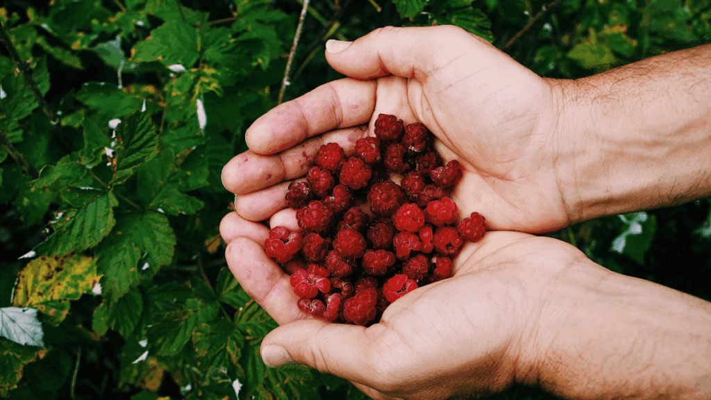 framboises : framboisier en pleine floraison prêt pour une récolte abondante