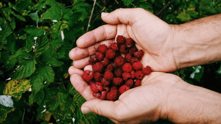 framboises : framboisier en pleine floraison prêt pour une récolte abondante