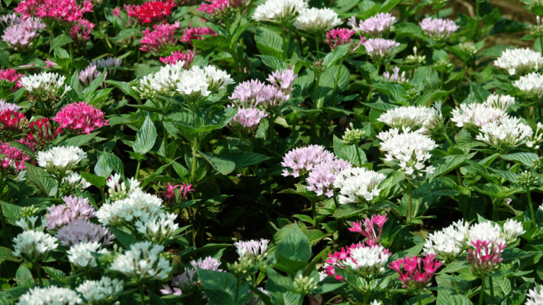 géranium vivace : plante fleurie résistante à la sécheresse en été