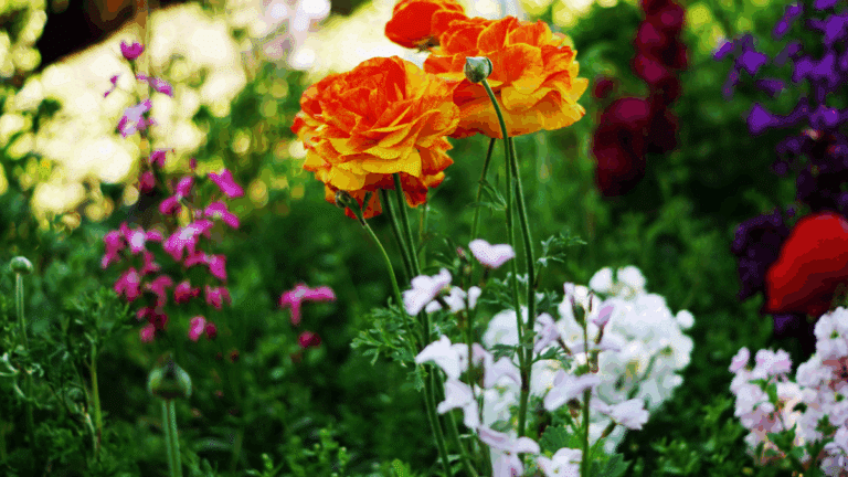 giroflée : fleurs éclatantes de giroflée ravenelle dans un jardin au printemps