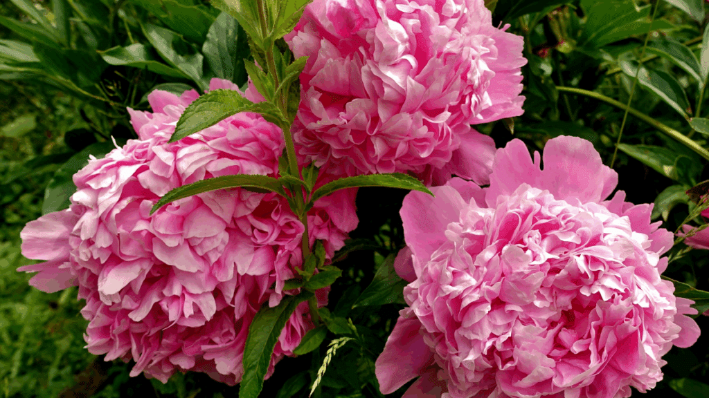 pivoines : boutons de pivoines sur le point d'éclore au printemps