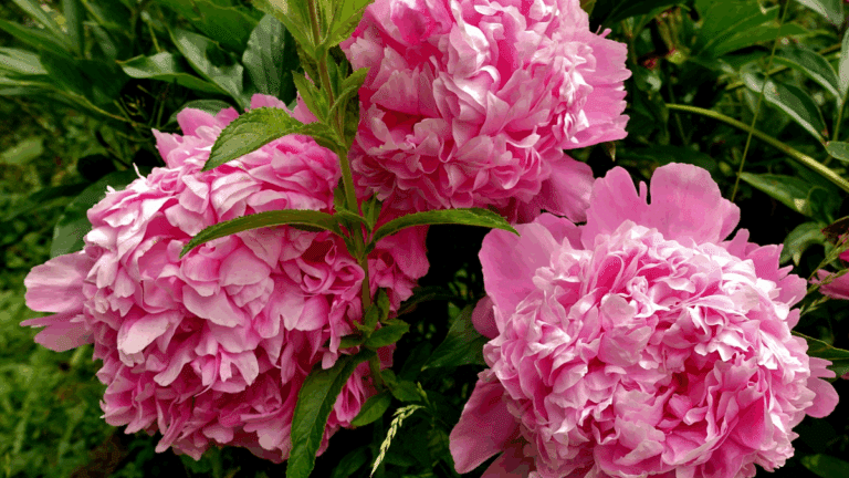 pivoines : boutons de pivoines sur le point d'éclore au printemps