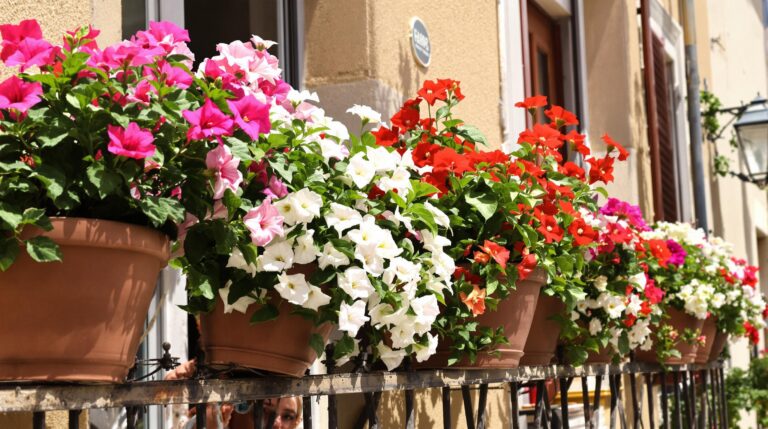 dipladénia : dipladénia en fleurs aux couleurs vives dans une jardinière