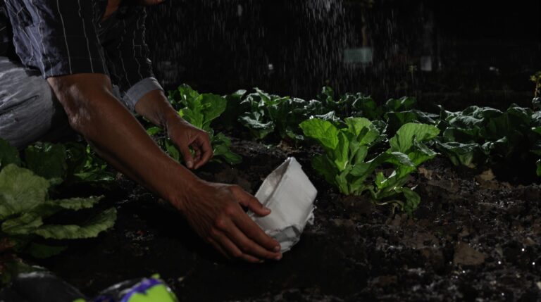 boîte à œufs limaces : boîte à œufs recyclée utilisée comme piège naturel pour limaces dans un jardin