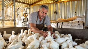 poux de poules : poule affectée se grattant dans un poulailler