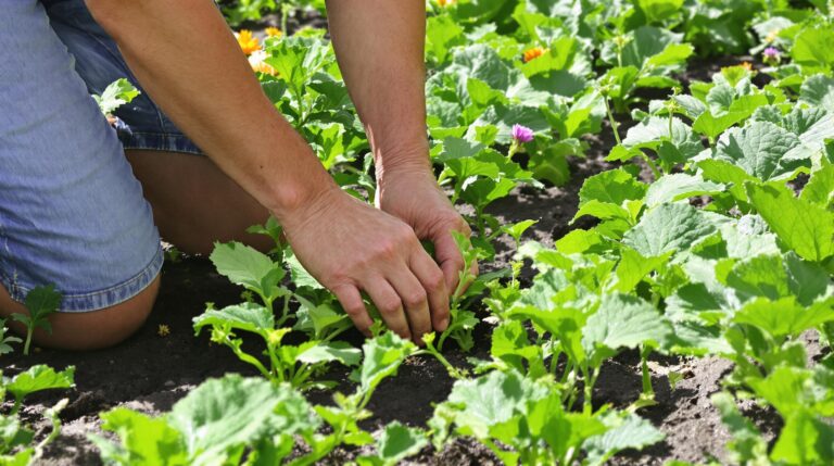courgettes oïdium : plants de courgettes en bonne santé entourés de phacélie au potager