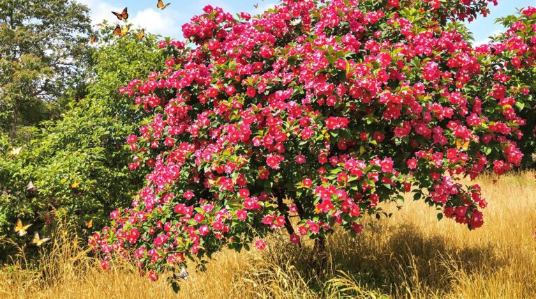 Lagerstroemia : arbre avec fleurs éclatantes en été sec