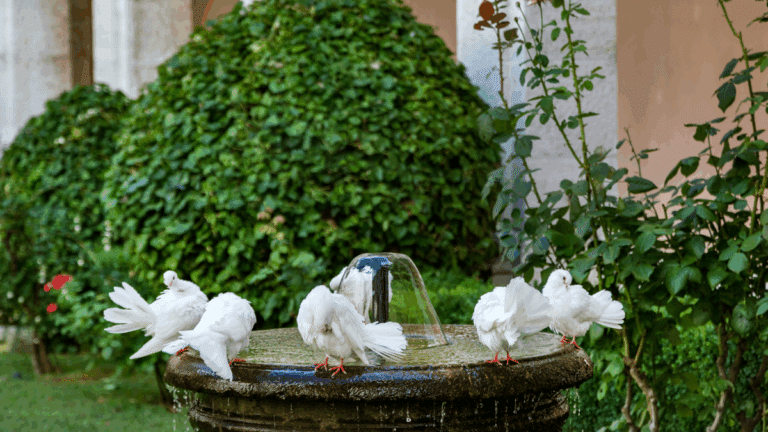 canicule : abreuvoir improvisé dans un jardin pour aider les oiseaux