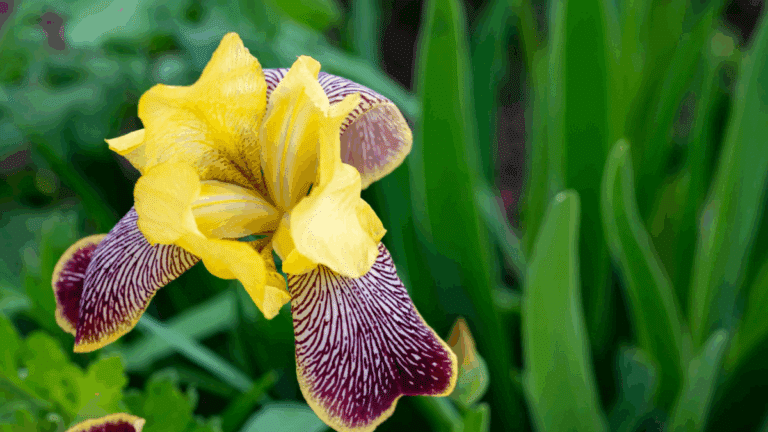 œil de paon : fleur exotique et colorée dans un jardin ensoleillé