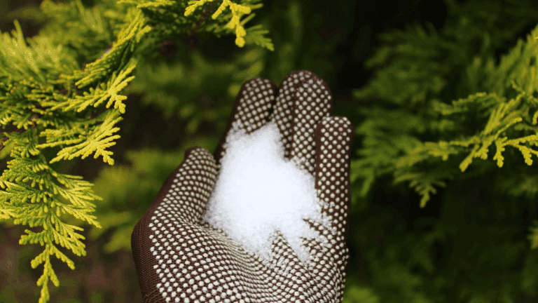 désherbant au sel : désherbage au sel sur un parterre de jardin