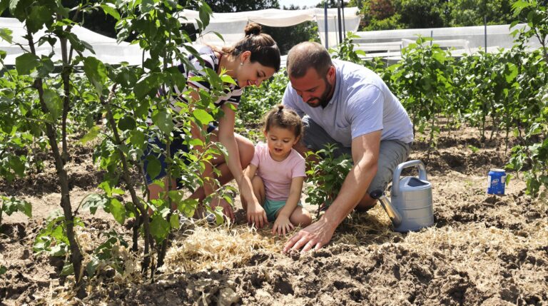 canicule potager : potager exposé au soleil intense avec légumes