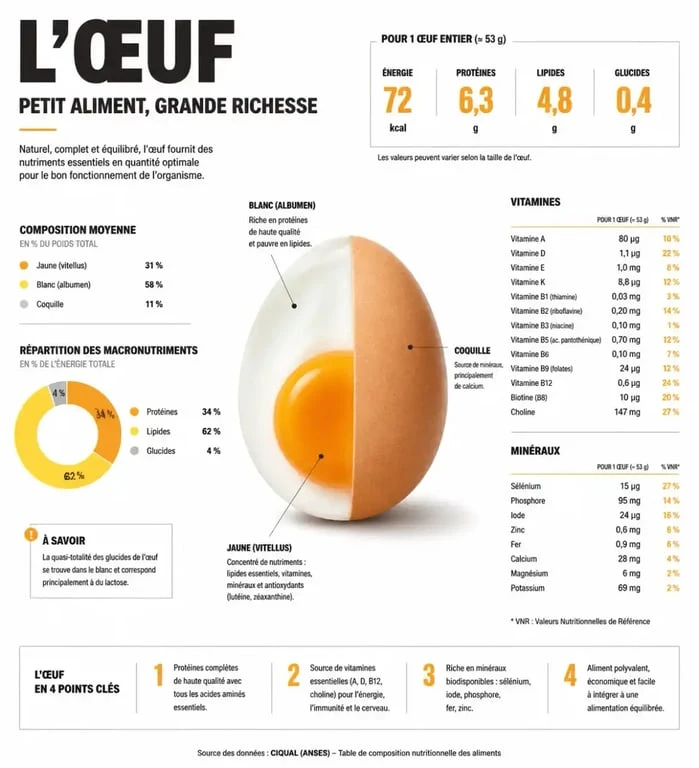 Infographie sur les bienfaits nutritionnels de l'œuf dans le cadre d'un régime œuf menu pour la perte de poids.
